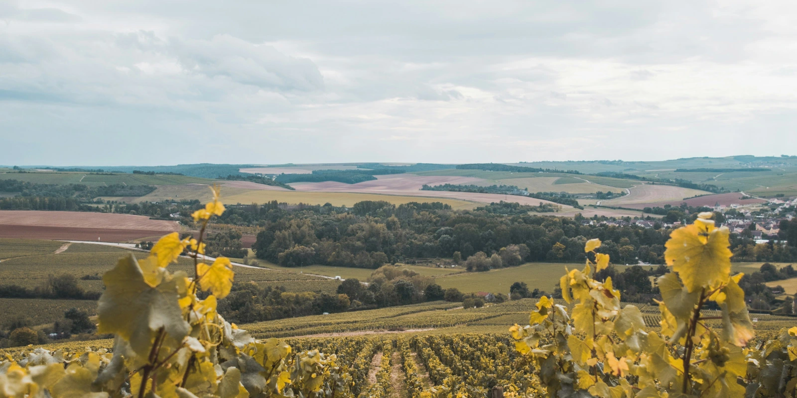 Traitement de Données Complexes : Mathématiques et Informatique en Licence MIASHS